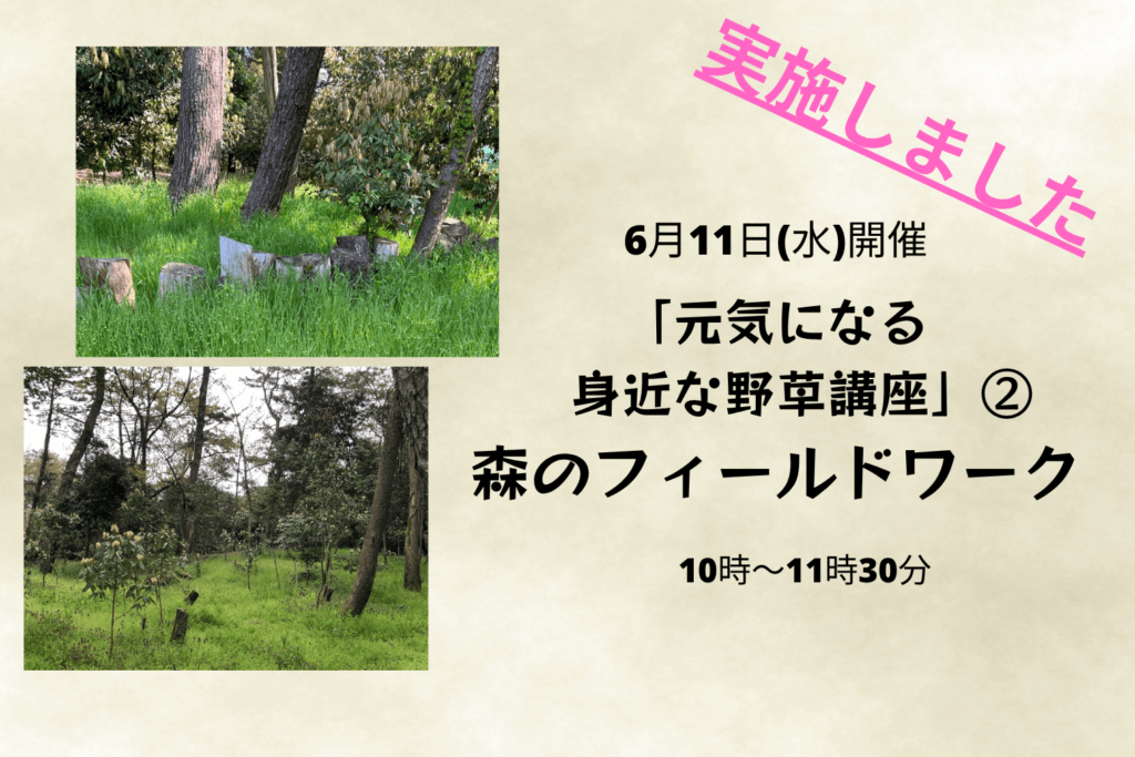 実施しました　6/11（水）森のフィールドワーク「元気になる身近な野草講座」②